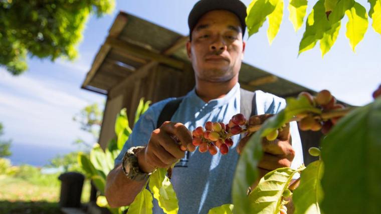 Beautiful News- Man working at the Hala Tree Coffee