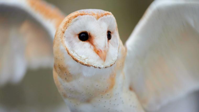 Barn Owl Spreading his wings