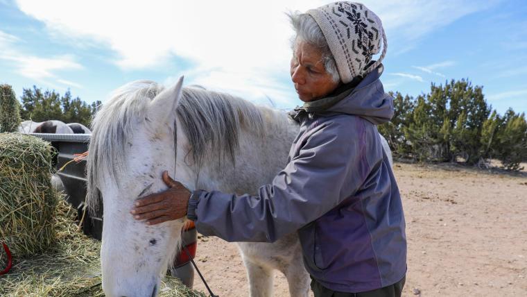  beautiful news wild horses