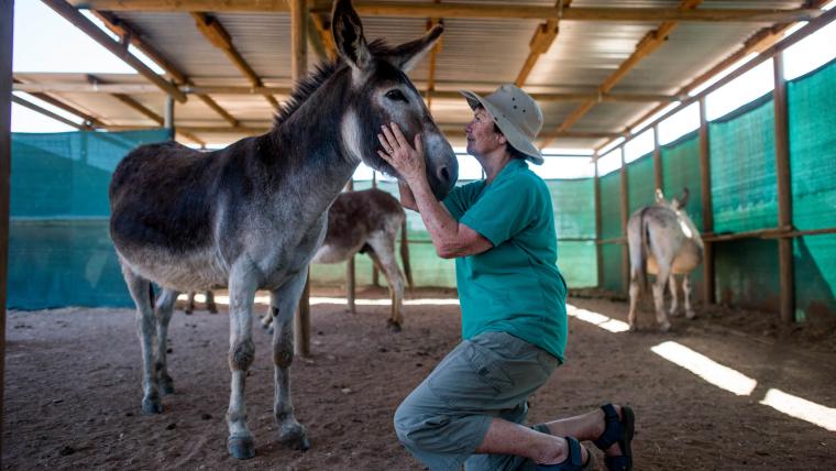 Woman with a donkey