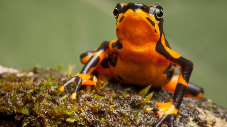 Beautiful News- Colourful frog on rock