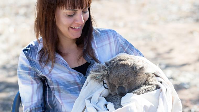 beautiful news koala