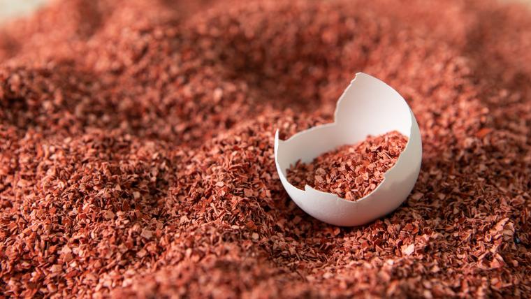 Beautiful News- Egg shell amongst red materials 