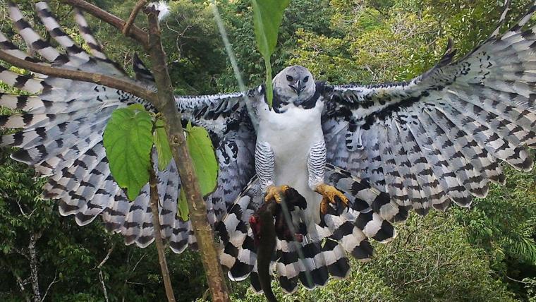 Beautiful News - Harpy Eagle flying in Brazil.