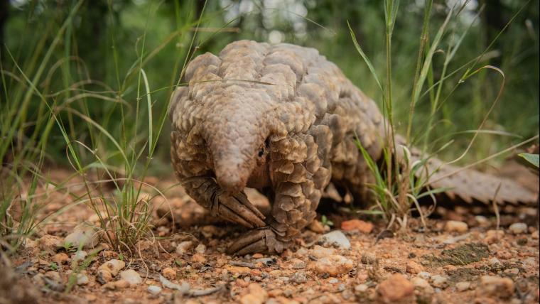 A Pangolin