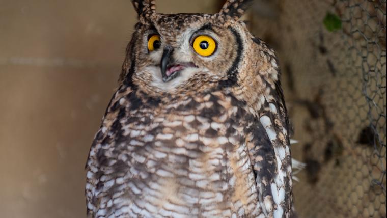 The Owl box man.