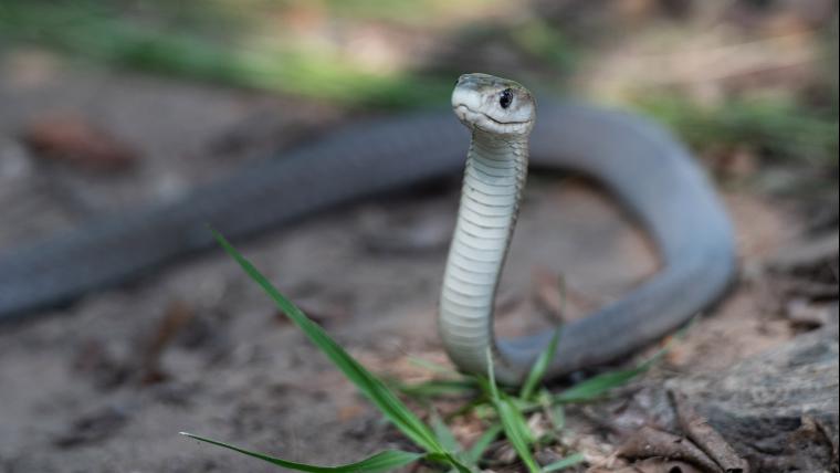 the caution of a black mamba.