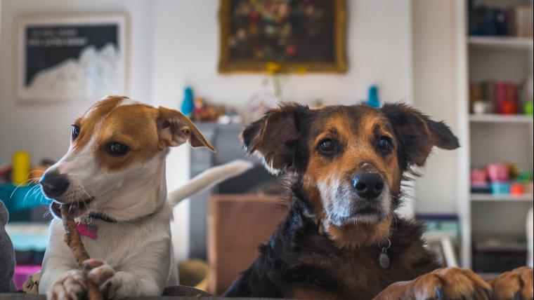 Started humanity in dogs, the spoken word maverick, and a tiny and smallest antelope in South Africa.