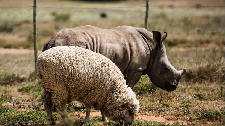 The veterinary nurse raising an orphaned rhino with an unlikely companion