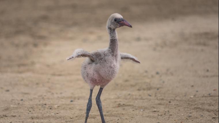 flyying abandoned flamingos, people united by hunger, and snake handler.