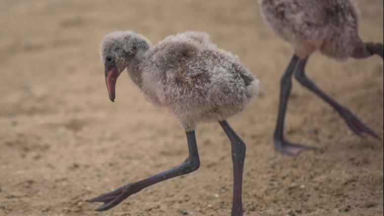 The survived flamingos were reintroduced to their natural environment.