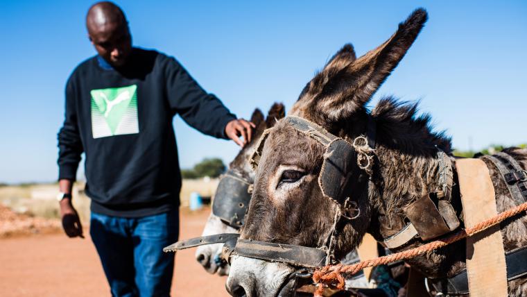 Man in the background touching the head of one of two donkeys