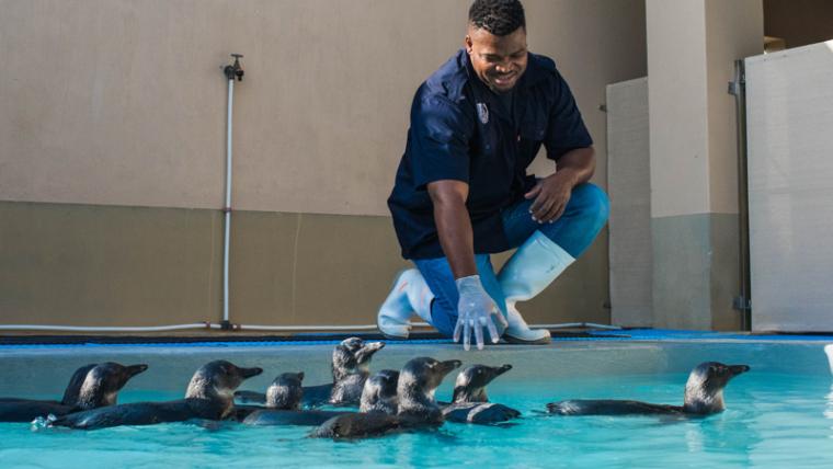 the penguin whisperer on a mission to save a species