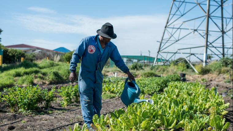 Meet the farmer uprooting expectations and planting a vision in Gugulethu