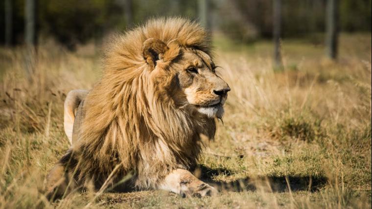 the man who dedicated more than two decades of his life to rescuing and rehoming abused lions