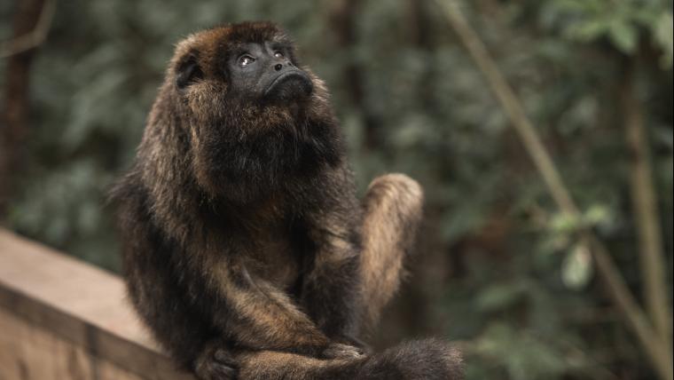 The monkeys that make themselves heard five km away.