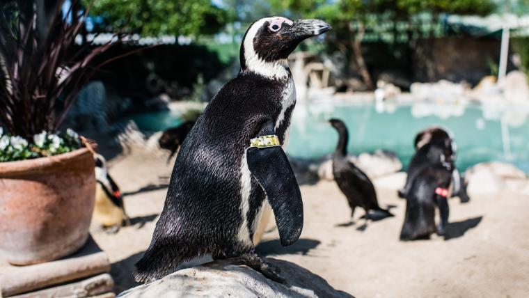 African Penguin