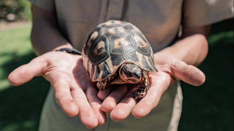 Meet the teenager who risked his life during the Hermanus fire to rescue helpless animals