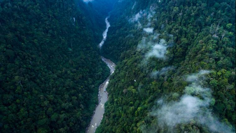 beautiful news leuser ecosystem