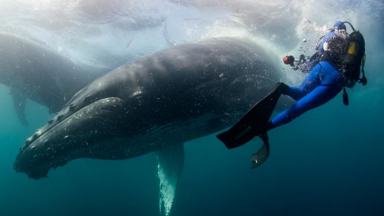 Photographer swimming with whales