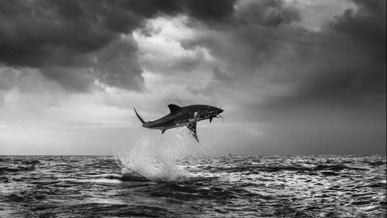 Shark flying above ocean.