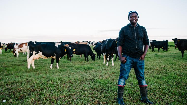 Black man smiling in front of a field of cows
