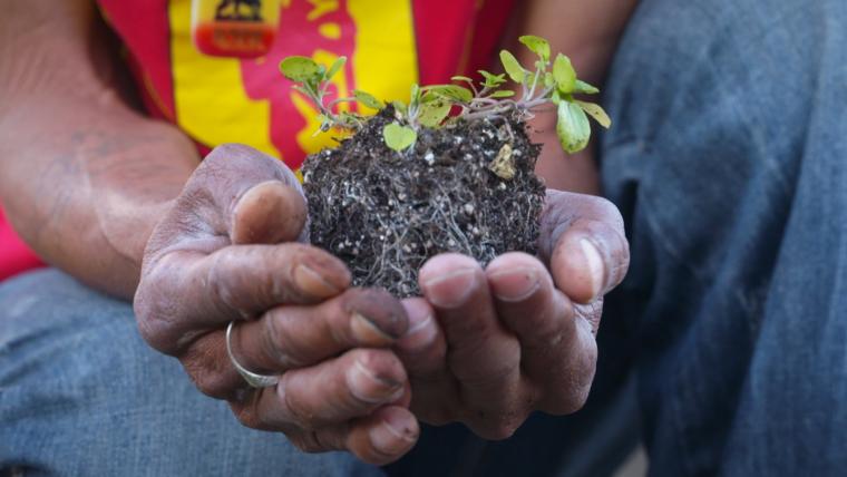 Hands holding soil with a plant growing from it.