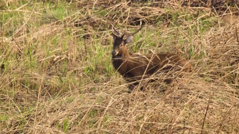 Beautiful News - a rare sangai deer stands within tall grass in the floating national park in Manipur, India