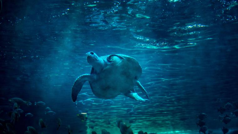 Beautiful News-Turtle swimming in an aquarium.