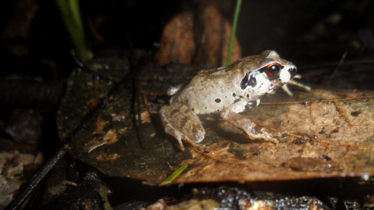 beautiful news save the frogs ghana