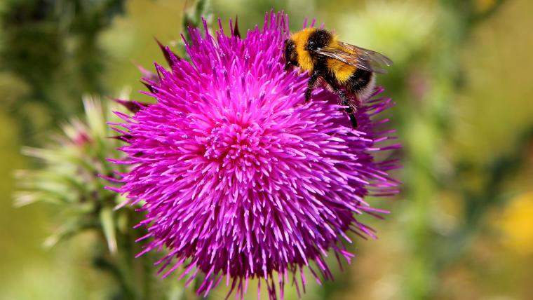 Beautiful News-Bumble Bee on a flower