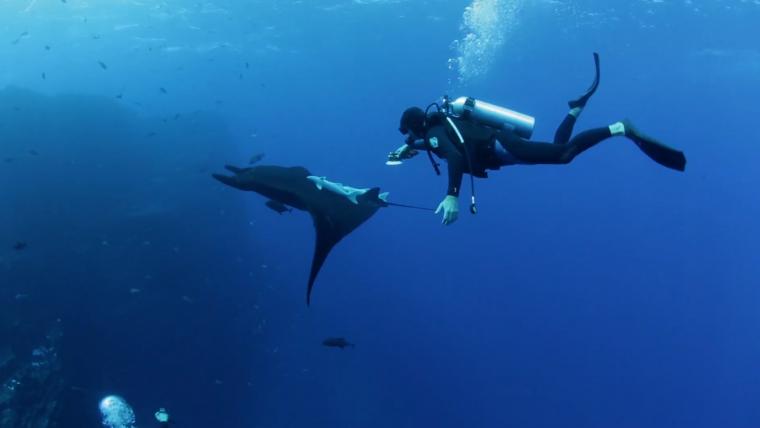 Beautiful News-Man dives with manta ray.