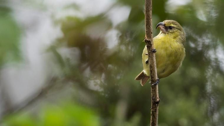 Preserving Hawaii’s indigenous birds.