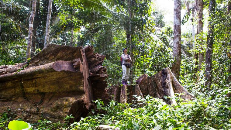 Beautiful News-Man standing on log in forest. 