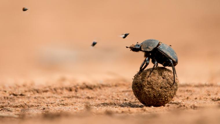 Dung Beetle