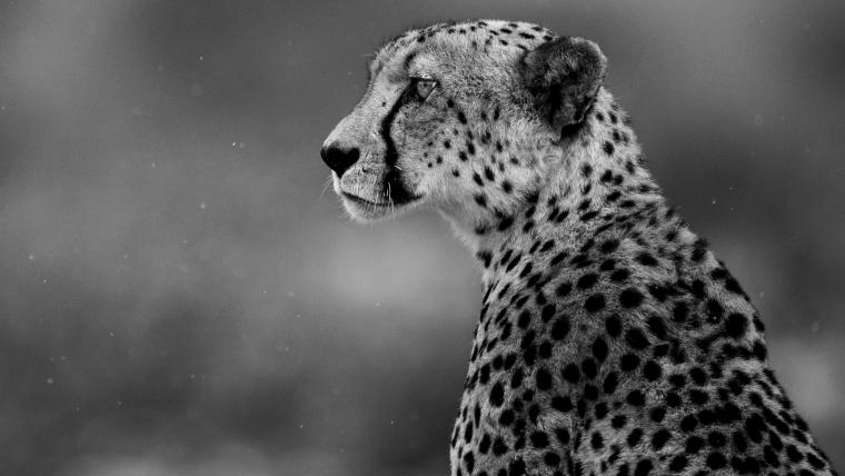 Cheetah looking into the distance