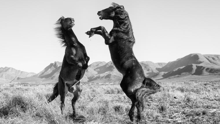 wild horses