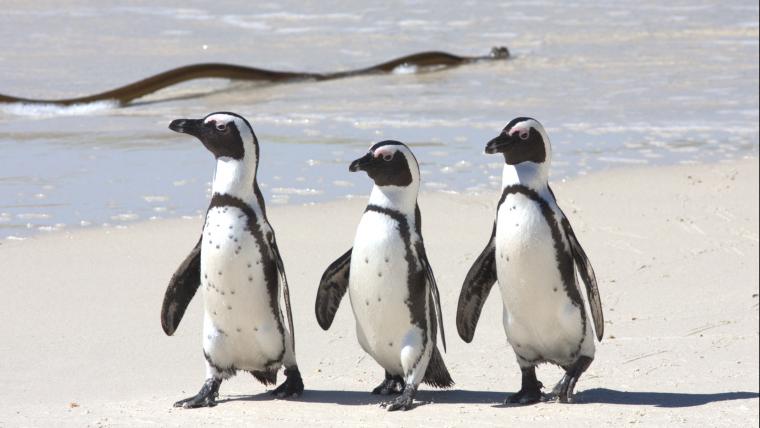 Three penguins on a beach