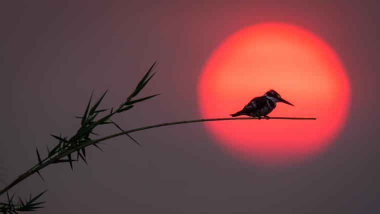 Bird on a branch in the sunset