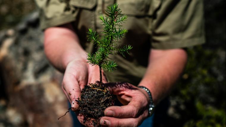 the trees need fire to ignite their growth, but the global warming is hampering the natural fertilisation of spores