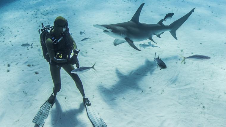 Scuba Diver with a shark