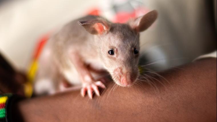 Rat standing on a person's arm