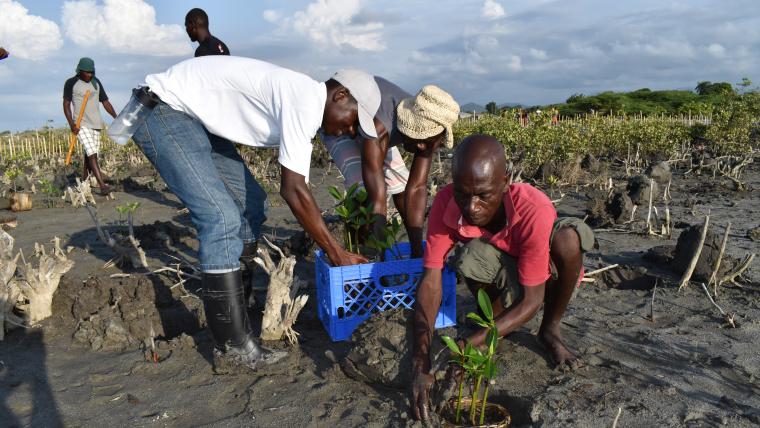 Beautiful News - Members from Foundation for the Protection of Marine Biodiversity in Haiti plant mangroves for protection against rising sea levels