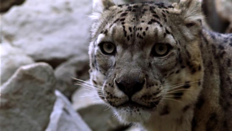 Beautiful News- White Leopard face close-up