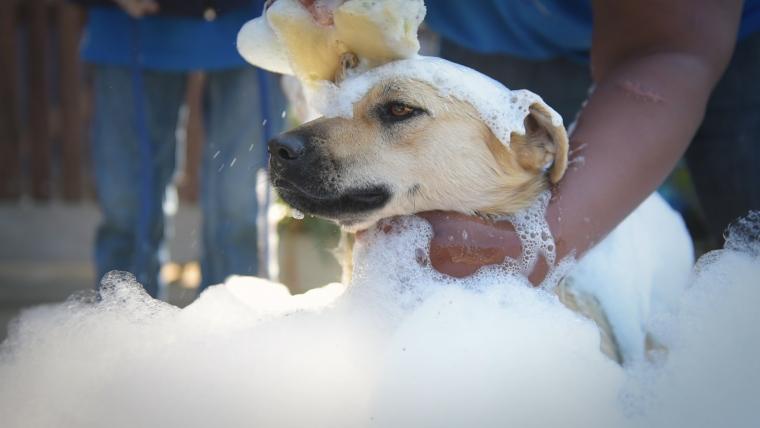 Dog having a bath