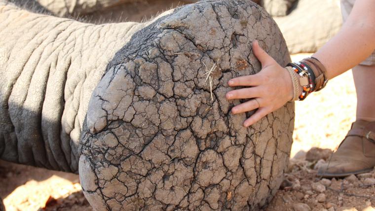 Hand on elephant foot. 