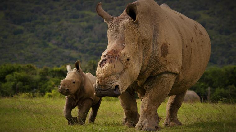 rhinos. 