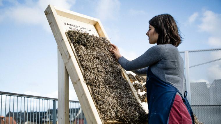 Beautiful News-Woman inspecting seaweed material. 