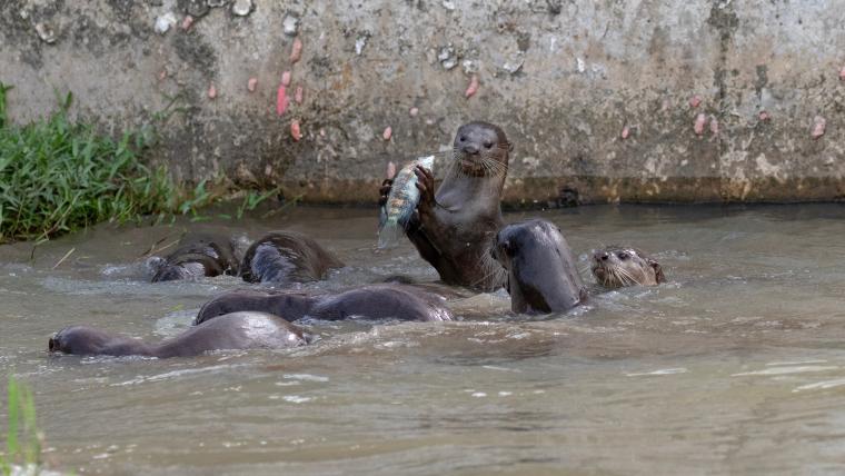 Beautiful News-Otters swimming.
