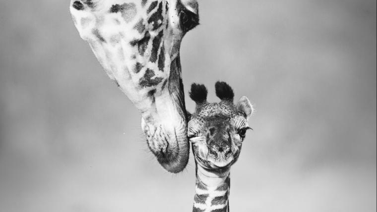 mom and baby giraffe